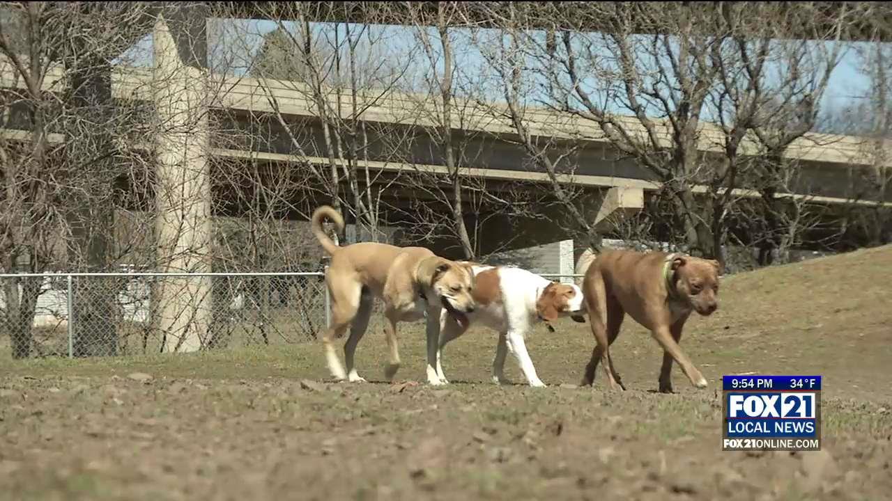 Veterinarians Getting Dogs Lyme Disease Vaccine