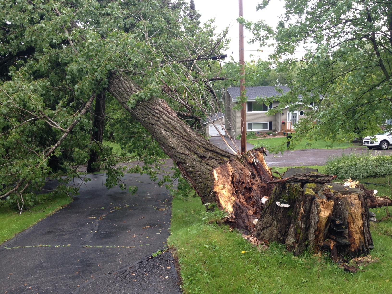 Tree Down in Duluth Neighborhood After Storms - Fox21Online