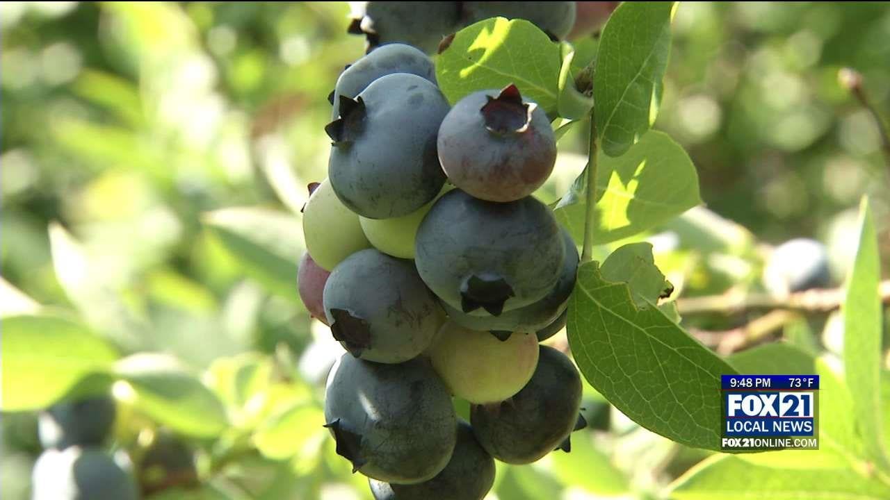 blackbirds and blueberries