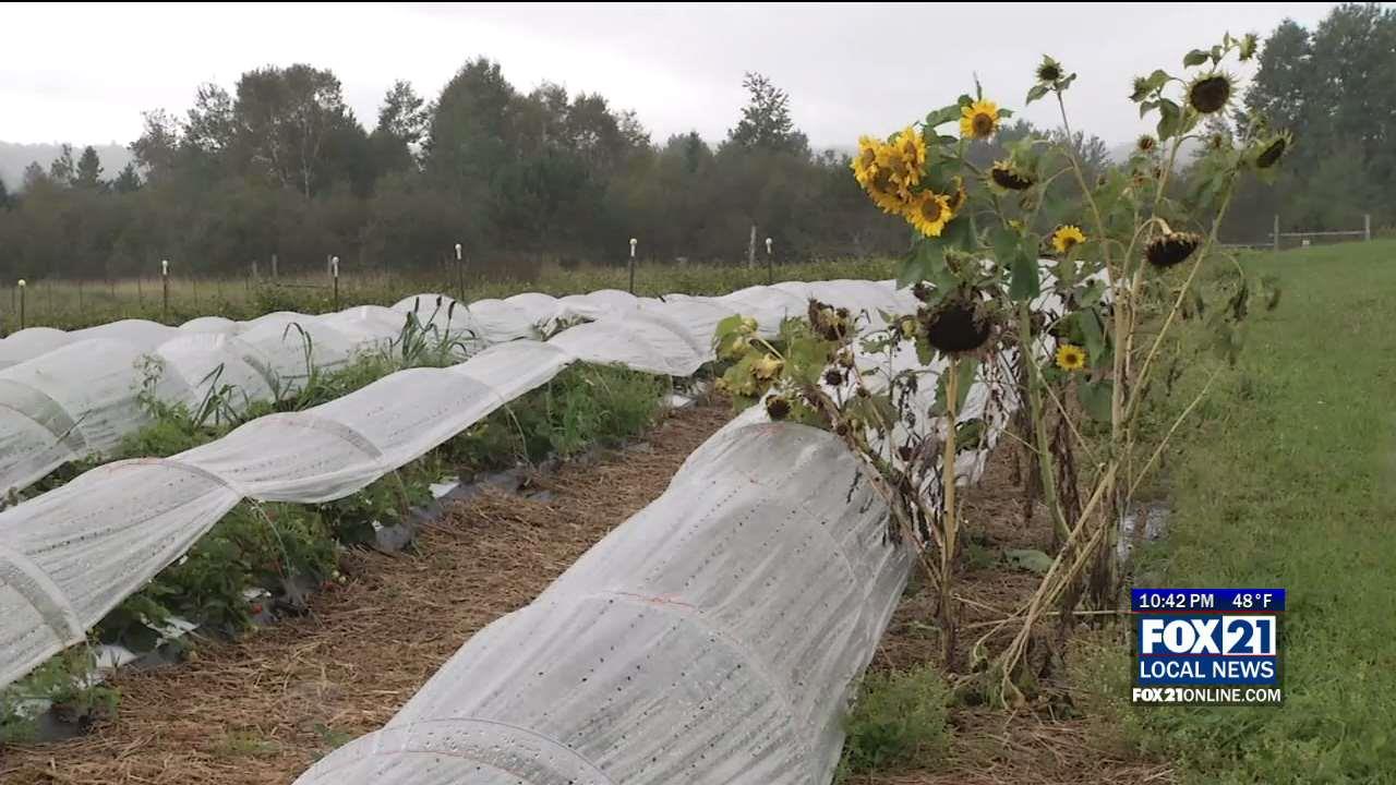 With a Hard Freeze Coming, It's Time to Cover Outdoor Plants