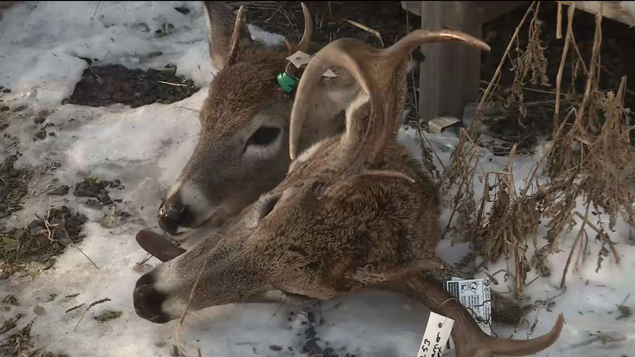 Gun Deer Hunting Kicks Off in Wisconsin