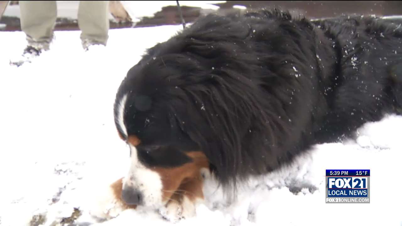 Veterinarian Tips On Keeping Pets Warm - Fox21Online