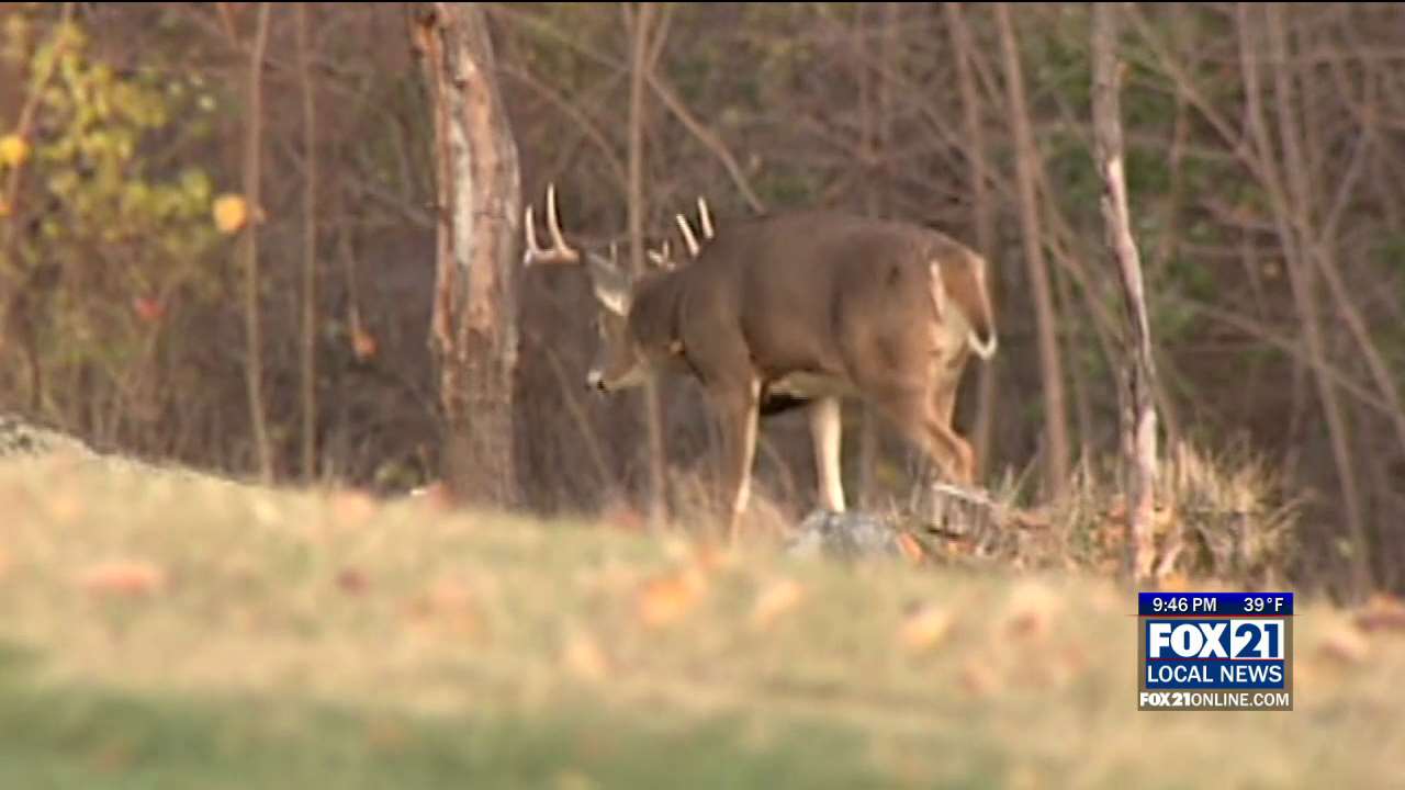 Insect-Borne Disease Kills Wild Deer in SE Minnesota - Fox21Online