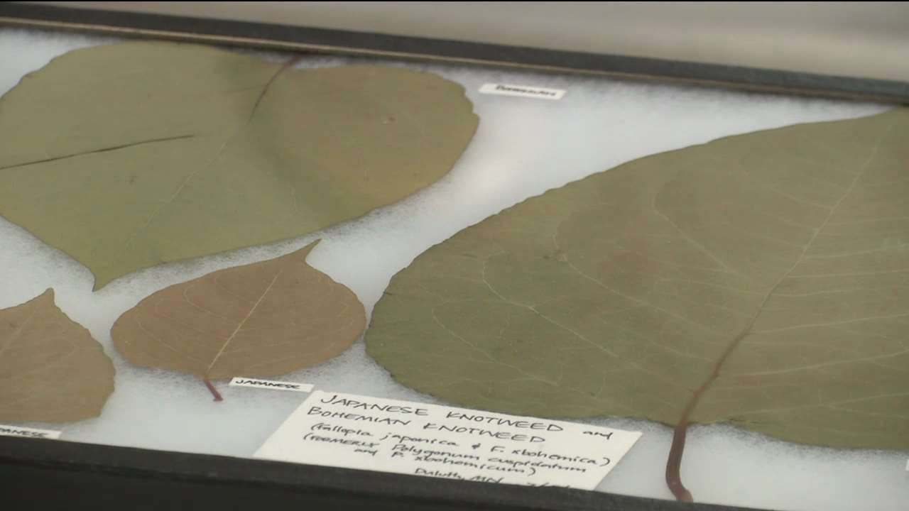 City of Duluth Educates Community on Invasive Knotweed Plant