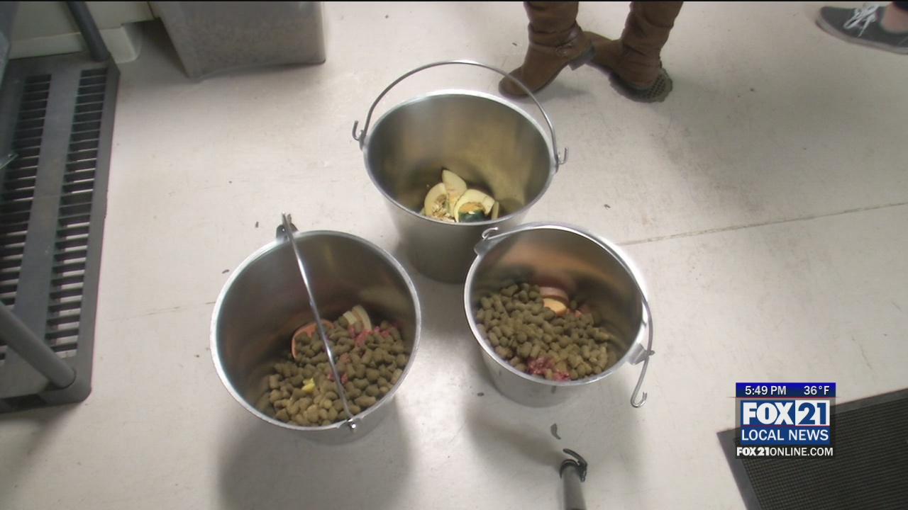 Fins and Furs Day Camp