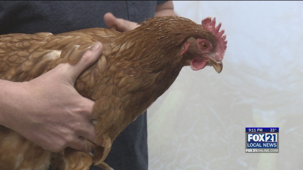 Backyard Chickens