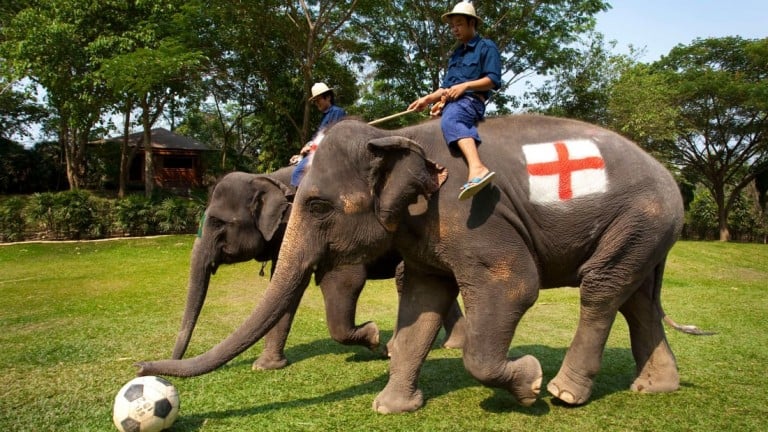 This is what years of tourist rides do to an elephant