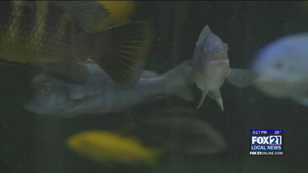 Aquarium
