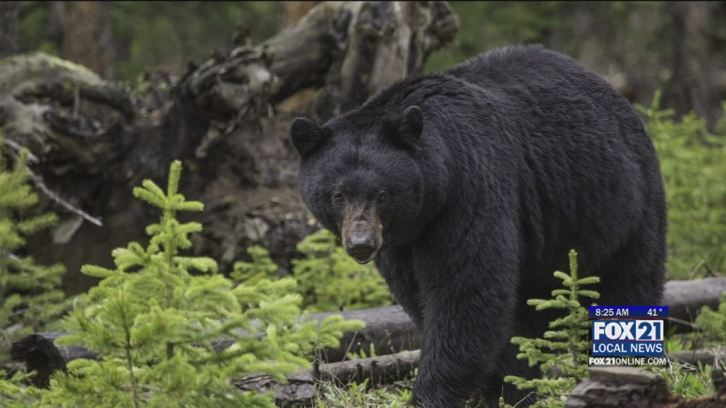 Bear Concerns