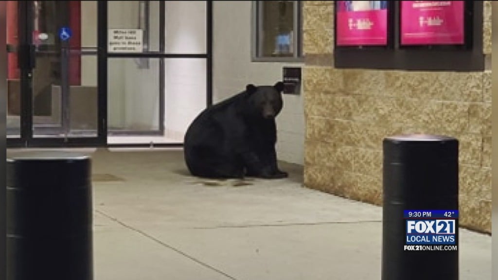 Miller Hill Mall Bear