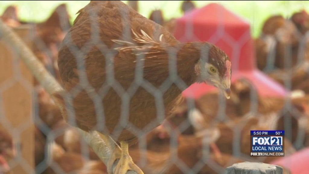 Chickens