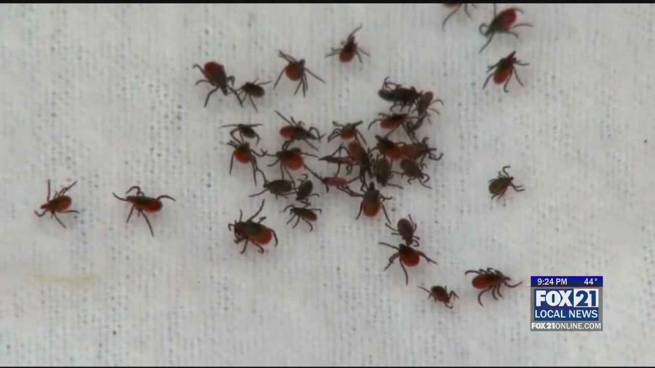 Tips for Keeping Ticks From Latching on to Your Pets