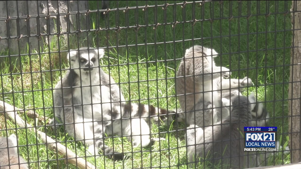 Lake Superior Zoo Open to the Public - Fox21Online