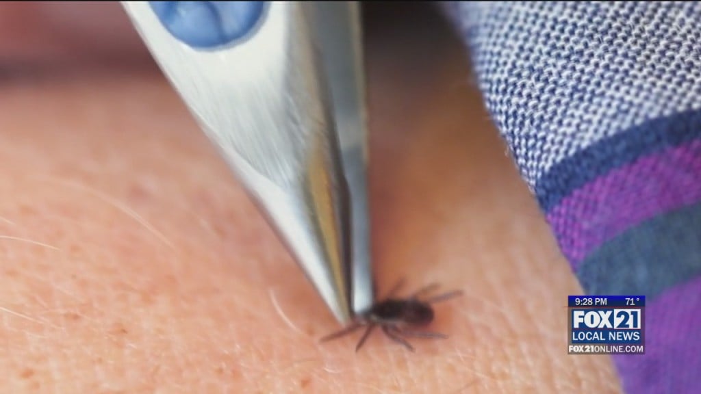 Ticks