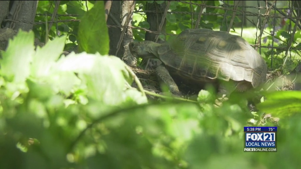 Tortoise