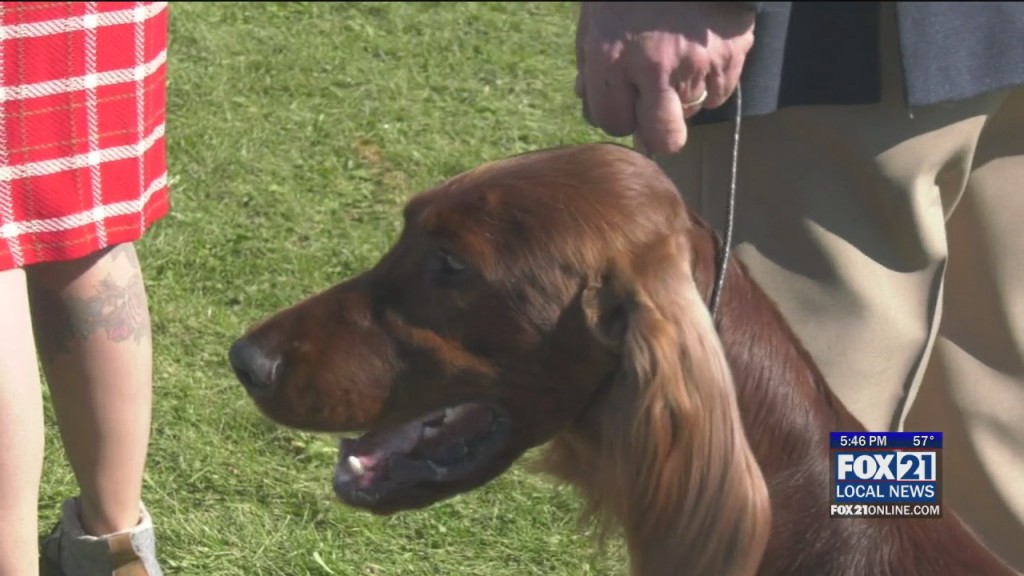 Dog Show