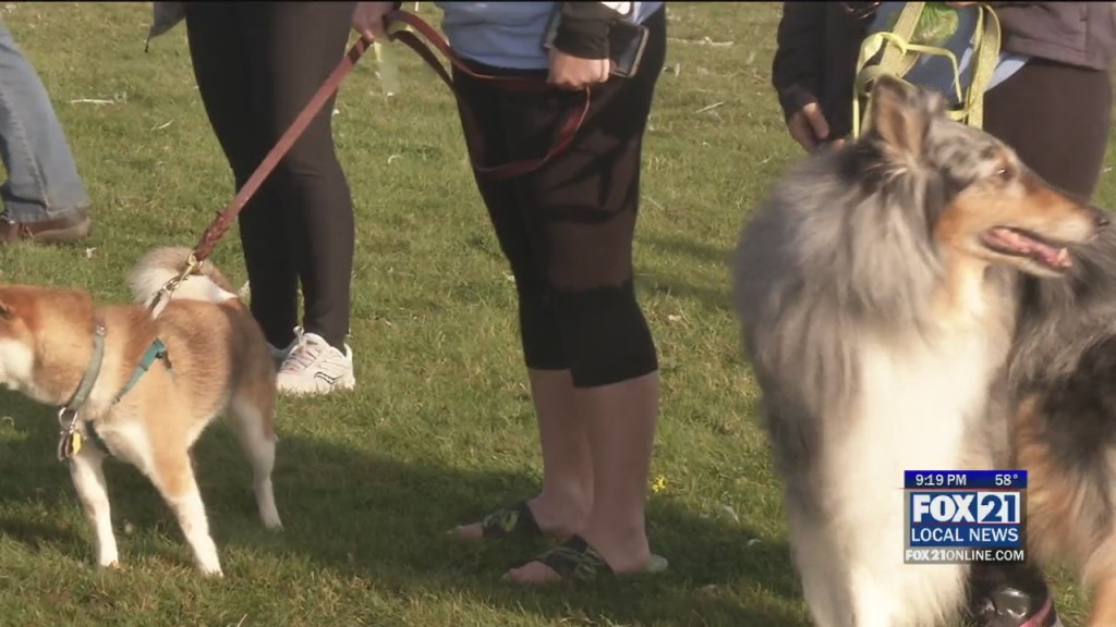Dog Show