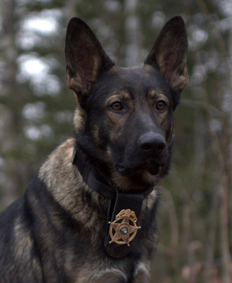 K9 Kilo 2