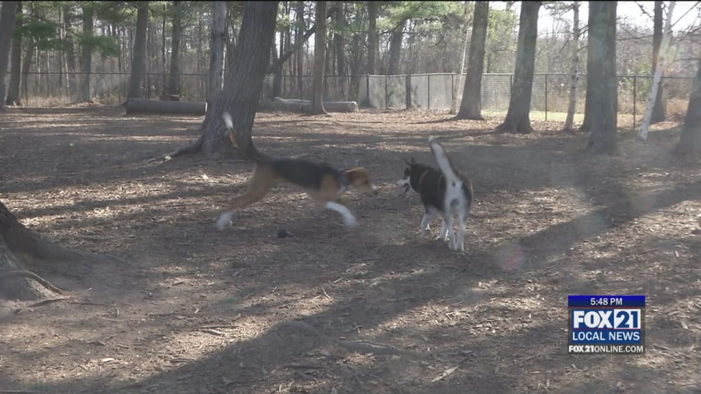 Dog Park