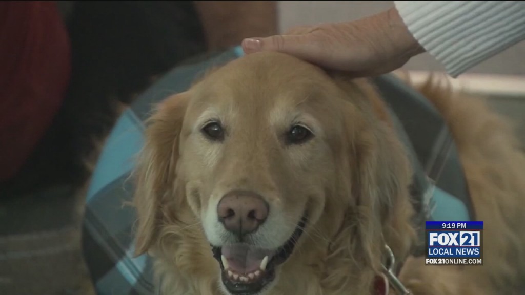 Senior Pets