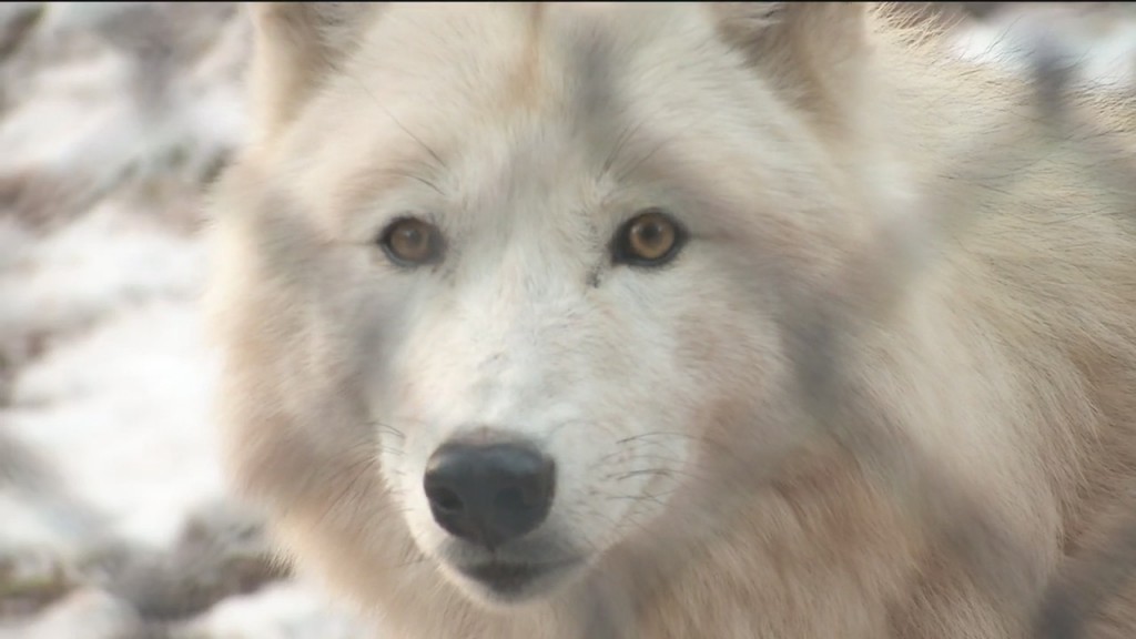 Zoo Wolves