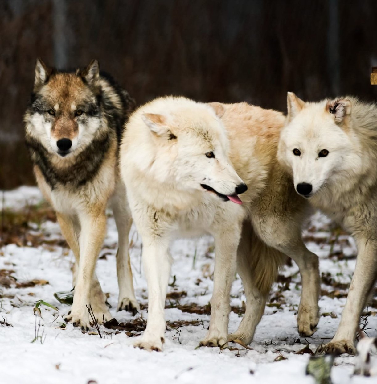 Lake Superior Zoo Welcomes Three North American Gray Wolves - Fox21Online