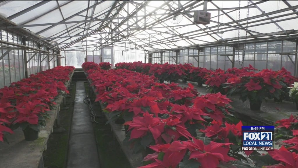 Poinsetta