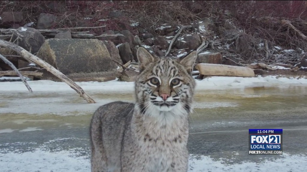 Bobcats