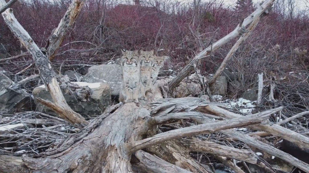 Bobcats Pic