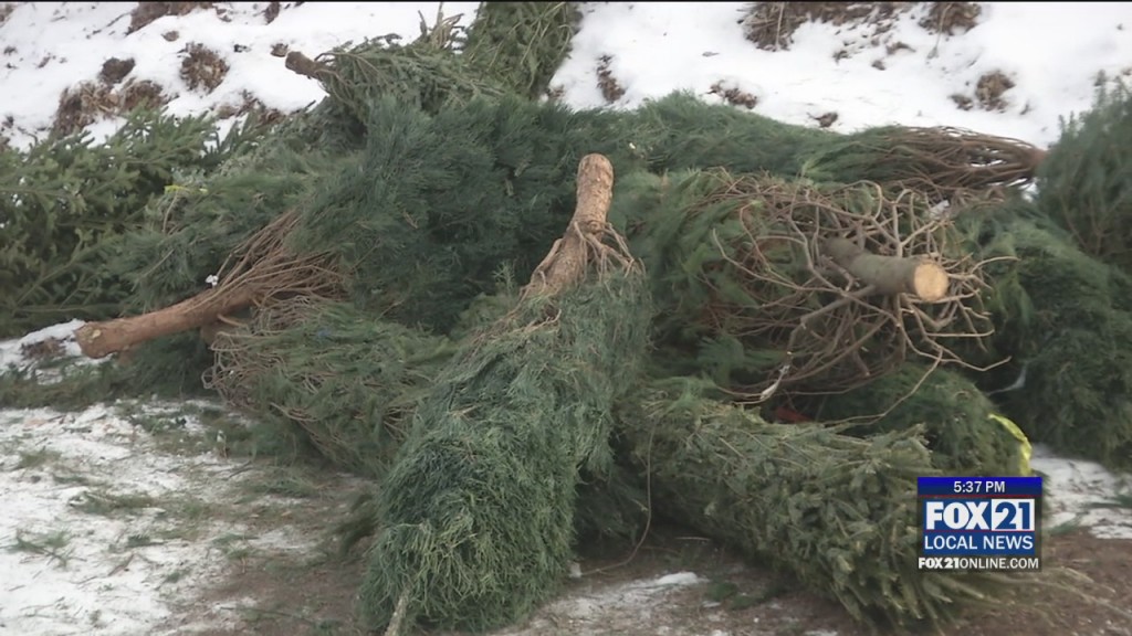 Treecycling