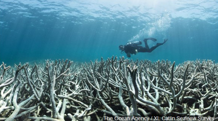 Report: Australia’s Great Barrier Reef in “Critical” Condition for the ...