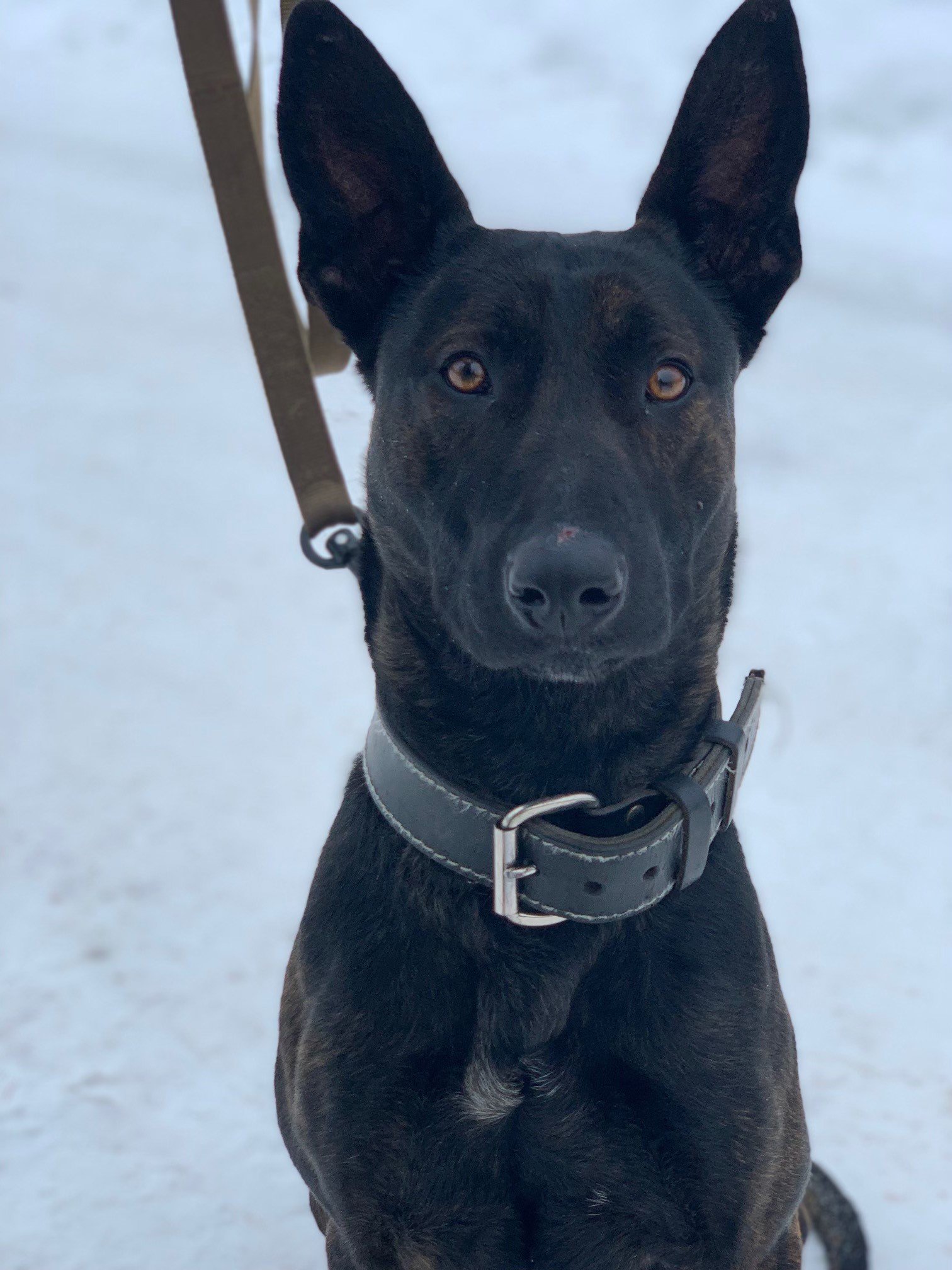 Duluth Police Department Welcome K9 Athena - Fox21Online