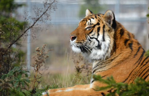 Tiger