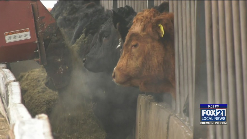 Cows