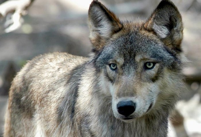 Wolf Hunt