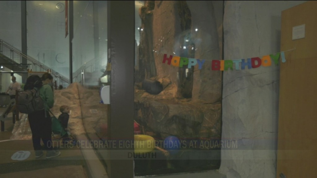 Otter Birthday