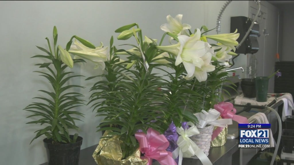 Lilies