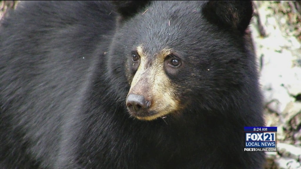 Bear Concerns