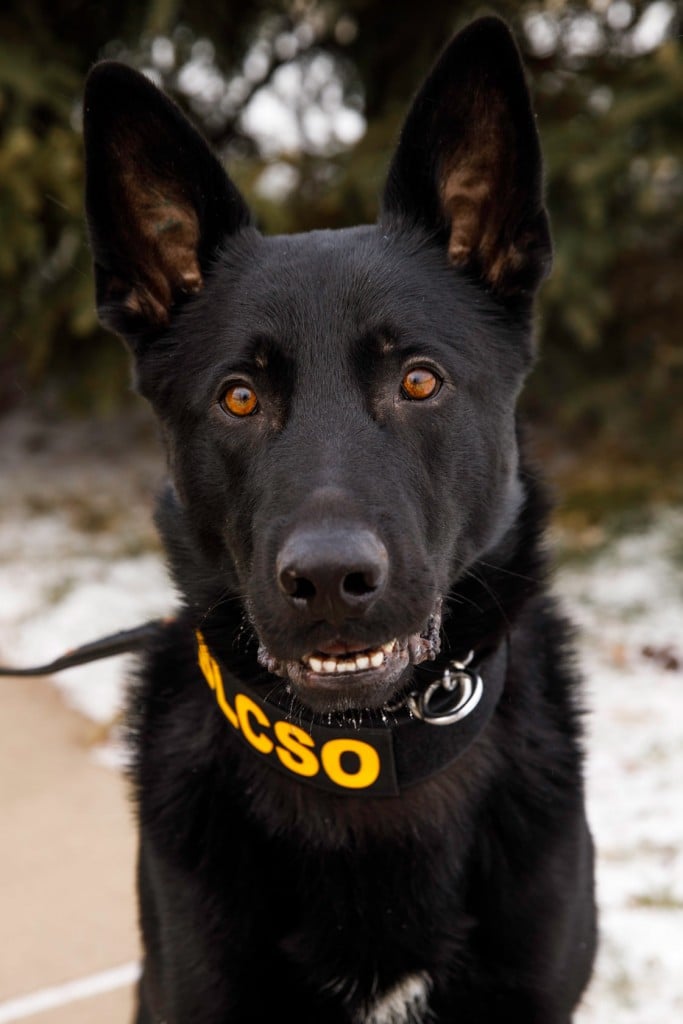K9 Wesson