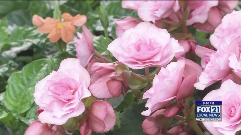 Home And Gardening