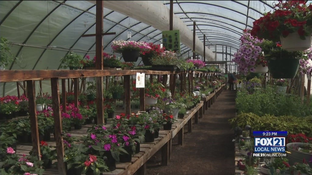 Plants