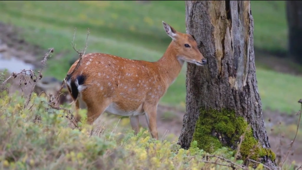 Lawns And Fawns