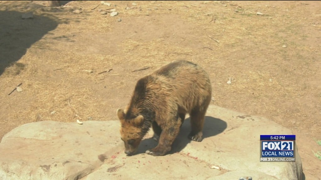 Zoo Device