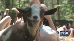 Goat Yoga Returns