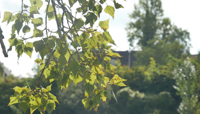 Oak Tree