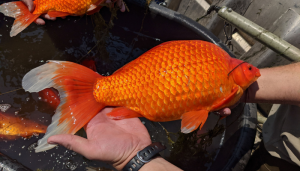 Burnsville Goldfish
