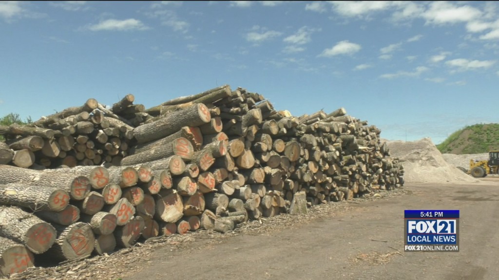 Wood