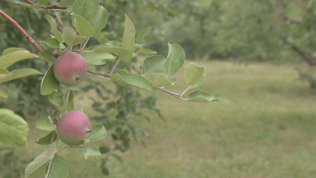 Bayfield Apples