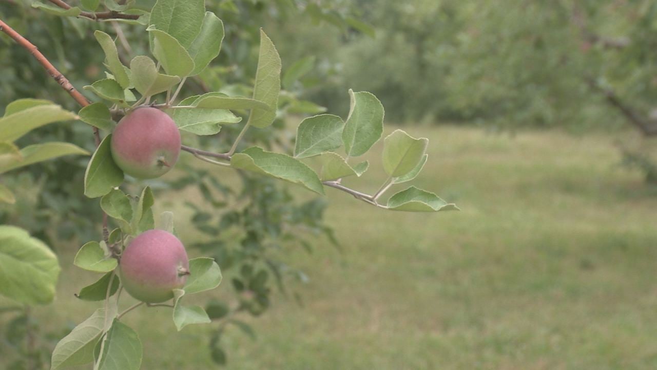 Bayfield Orchards Looking Forward to Apple Fest