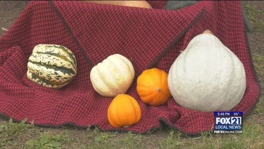 Pumpkins
